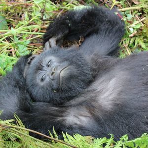 Meet your Posher, Dianne